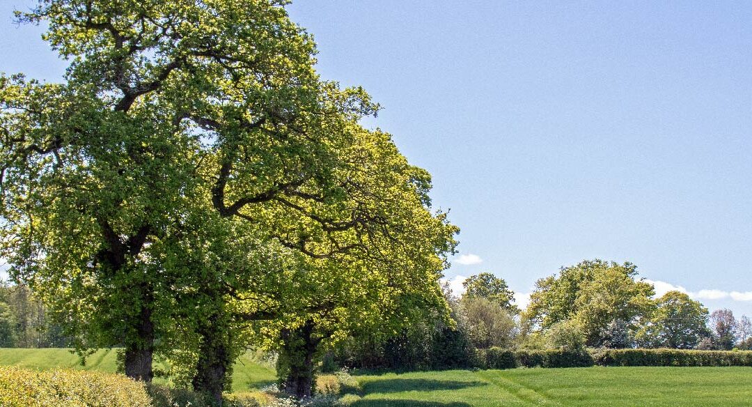 sunny countryside