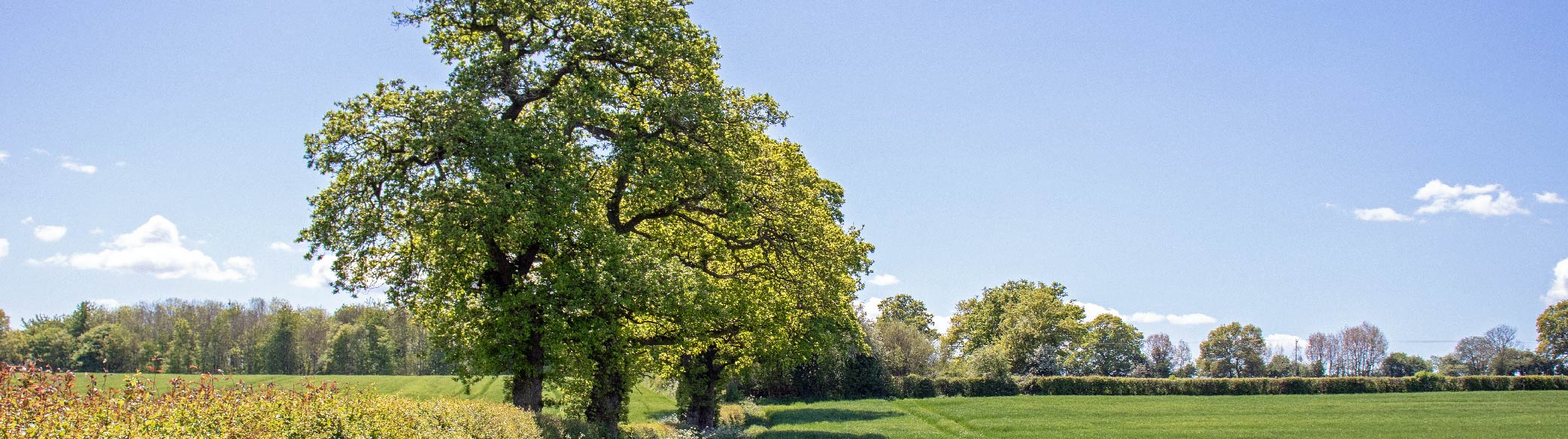 BWP – Website Updates Page- June sunny countryside