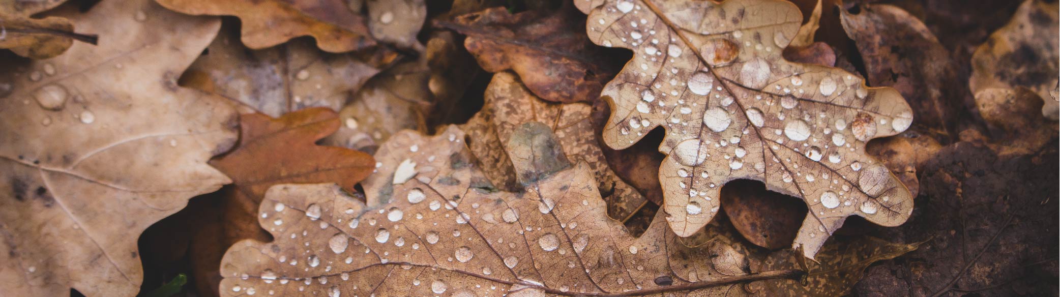 BWP – Website Updates Page- November fallen leaves