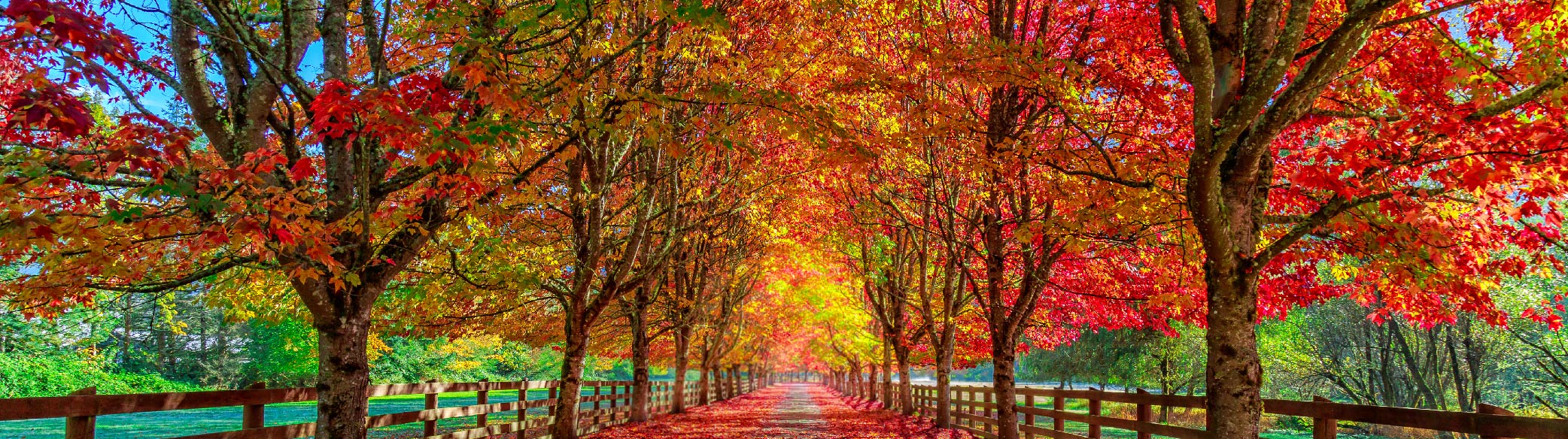 BWP – Website Updates Page- September autumnal leaves